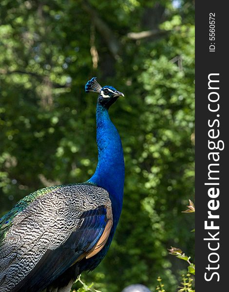 A peacock wandering freely at the zoo.