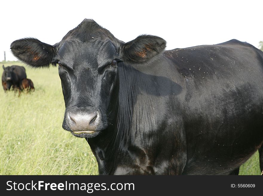 Cow on a farm with grass in the background