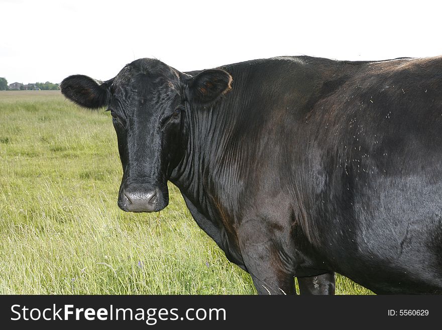 Cow on a farm with grass in the background