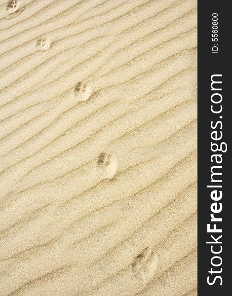 The animal footprint