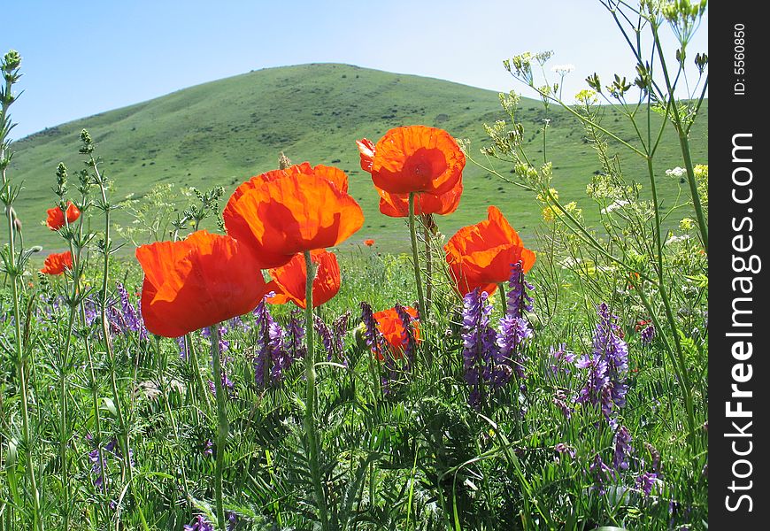 Poppies on hill and  blue sky background
