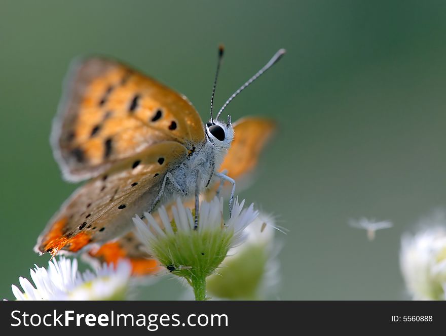 Red wing's butterfly, looks at the breeze blow dandelion.