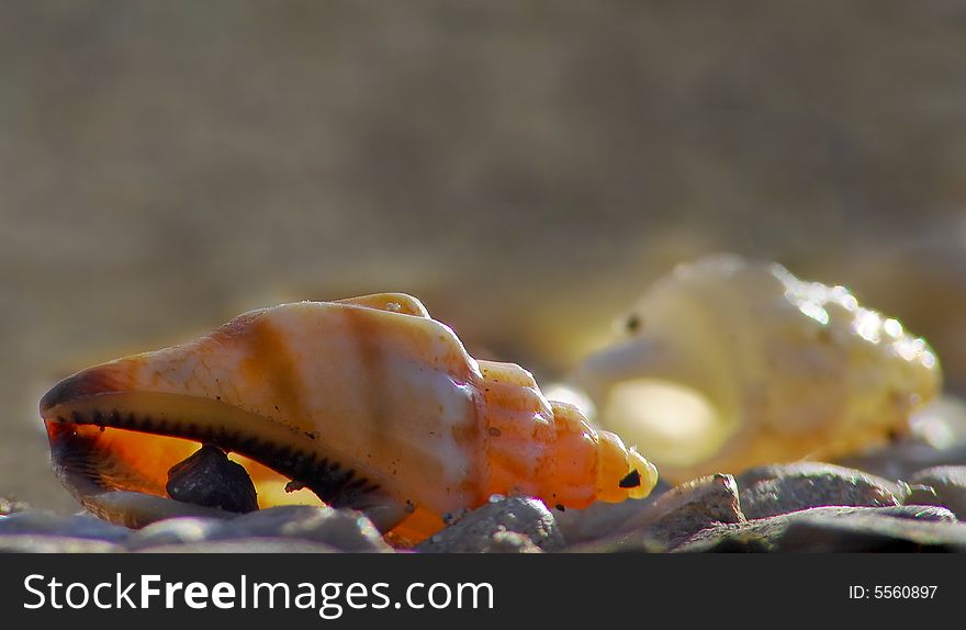 The Red sea's mollusks on the beach. The Red sea's mollusks on the beach