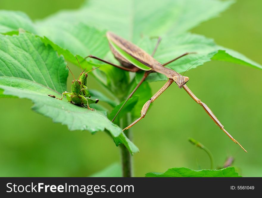 A praying mantis and 2 locusts when short distance. A praying mantis and 2 locusts when short distance.