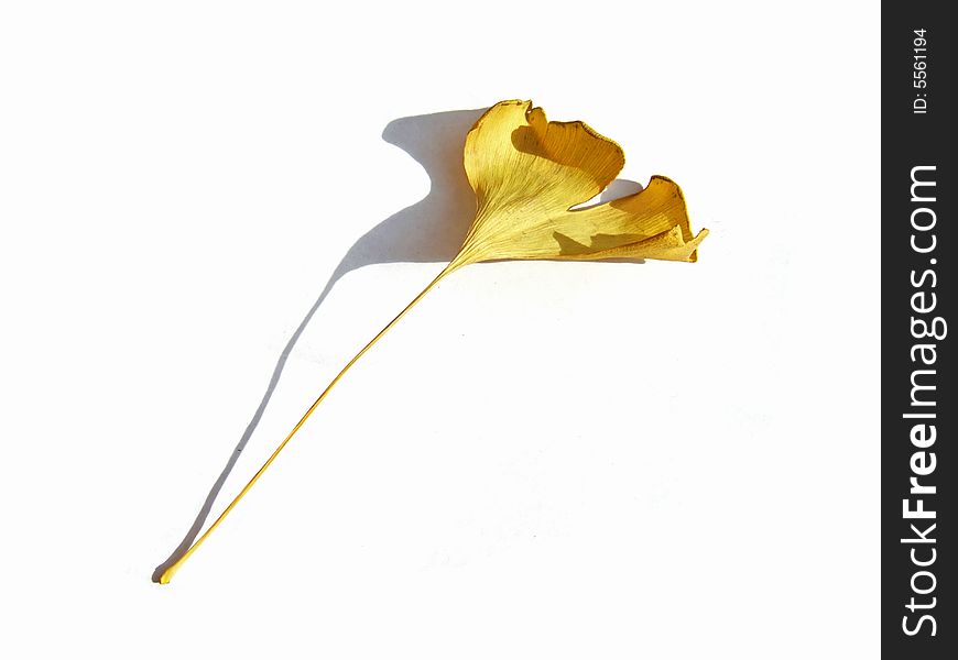 Leaf of ginkgo and its shadow with white background. Leaf of ginkgo and its shadow with white background