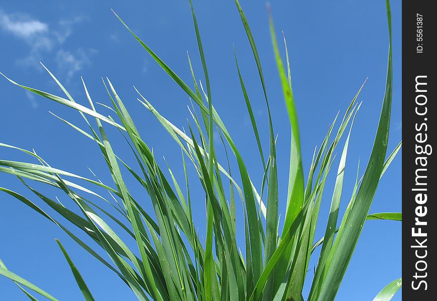 Green grass  on  blue sky background. Green grass  on  blue sky background