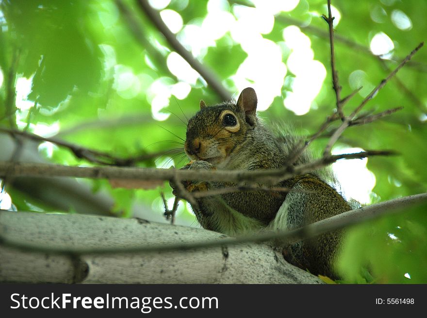 A young squirrel eating bread on a tree