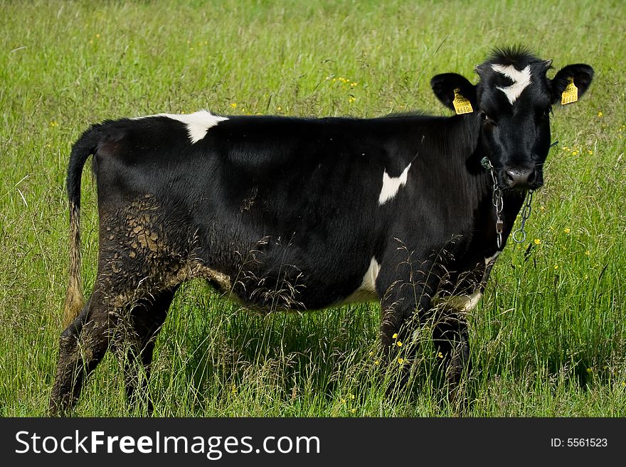 Farm cow in the green grass county. Farm cow in the green grass county