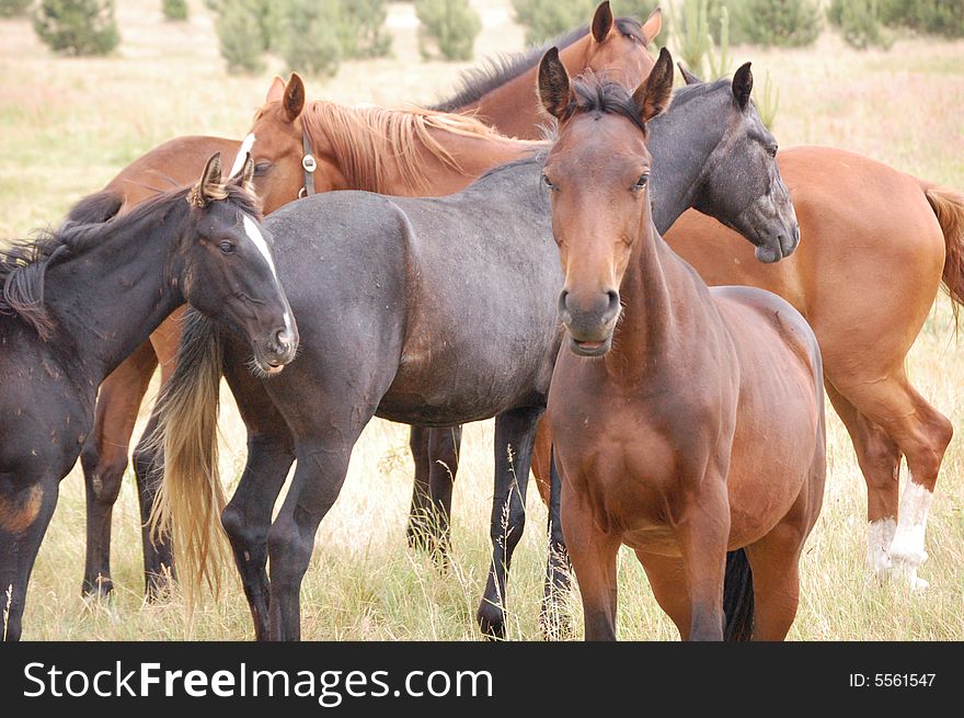 Herd of horses in meadow