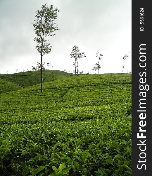 Plantation tea on south india in the rays of sunset
