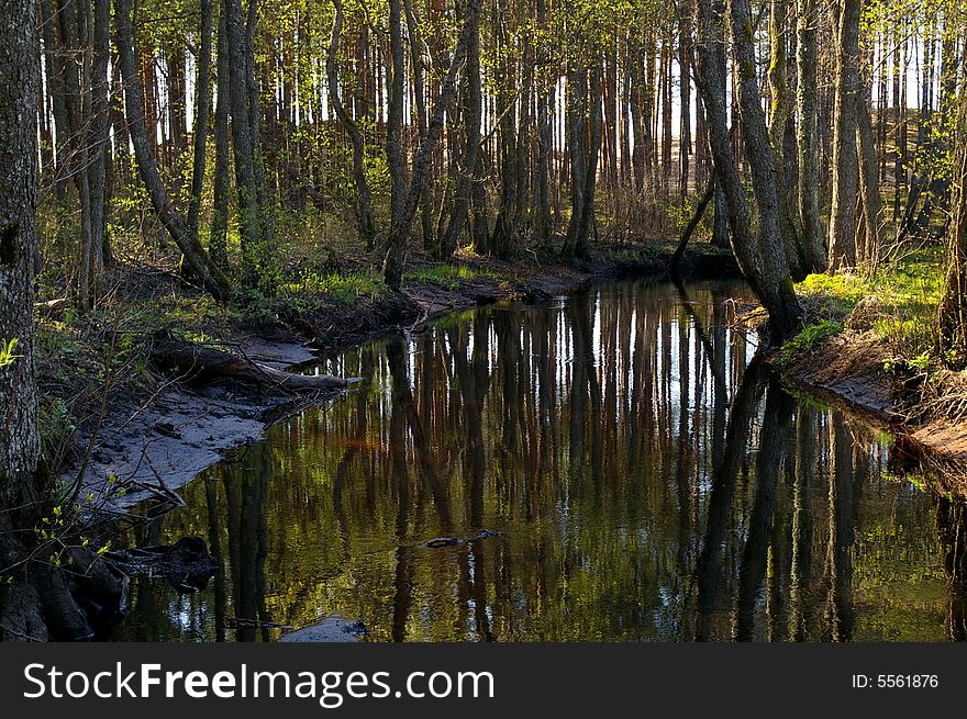 Forest near Riga gulf. Small river. Forest near Riga gulf. Small river.