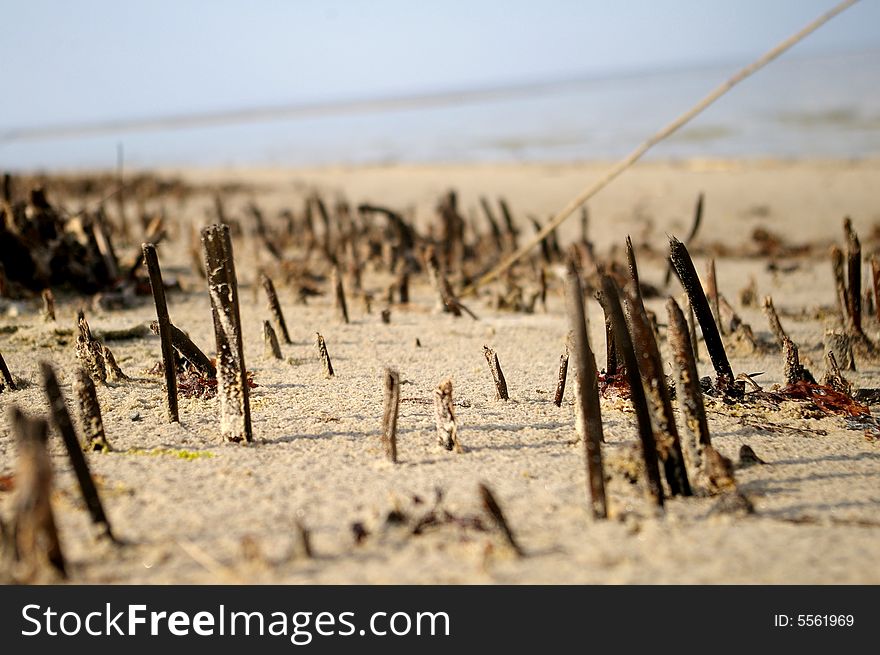 Small sticks standing in the sand like boarder between sea and earth. Small sticks standing in the sand like boarder between sea and earth