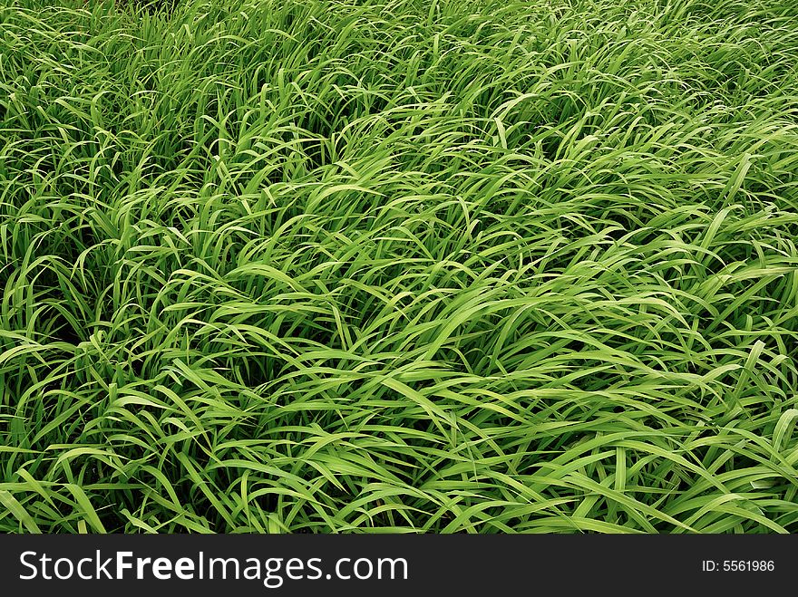 Isolated nature green field background