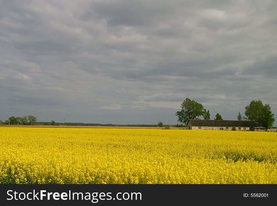 This is some field in Latvia where I was going and saw that beautifull yellow field and house in the middle of it. This is some field in Latvia where I was going and saw that beautifull yellow field and house in the middle of it