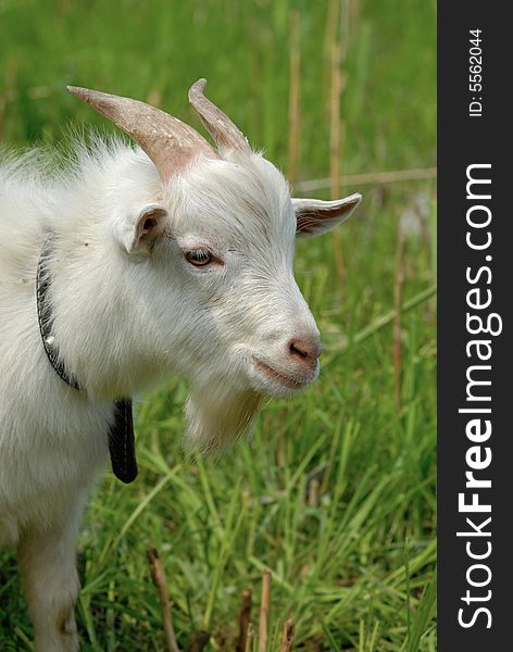 Goat portrait in the green feild