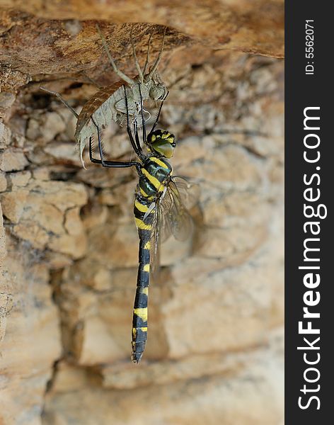 Fresh dragonfly on the stone