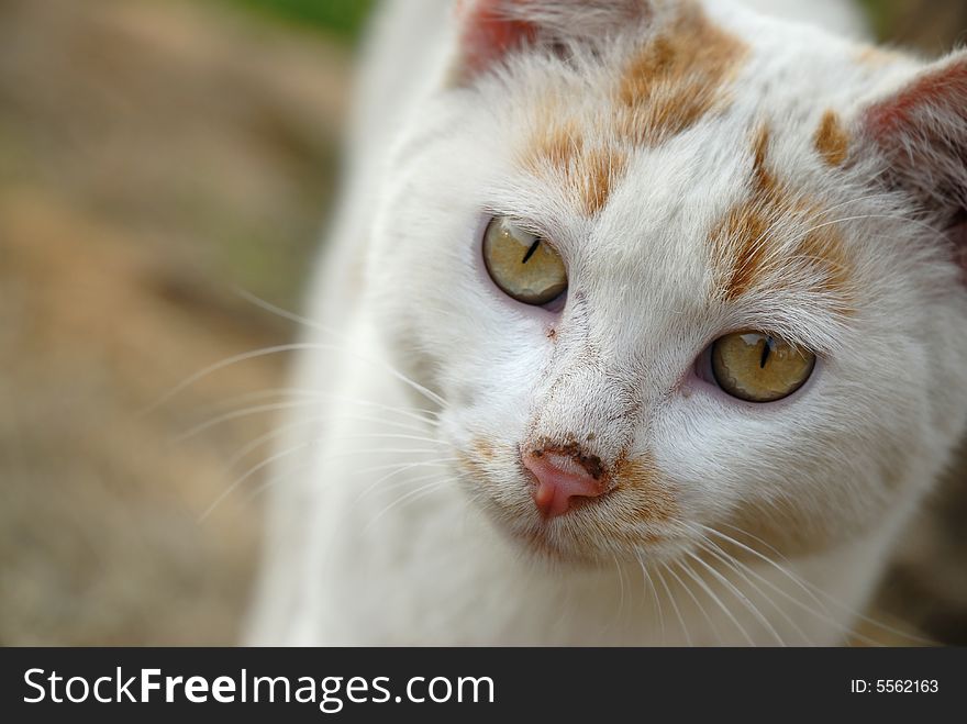 A close up shot of a cat. A close up shot of a cat