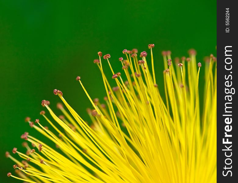 Abstract background, nice yellow flower close up. Abstract background, nice yellow flower close up