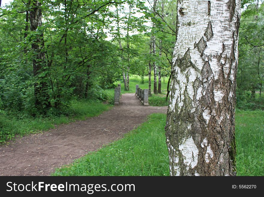 The nature of the Moscow city park in the summer. The nature of the Moscow city park in the summer