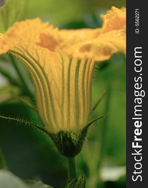 Close up shot of pumpkin flower