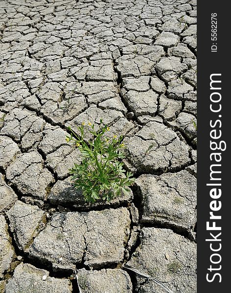 Cracked earth ground with green plant. Cracked earth ground with green plant