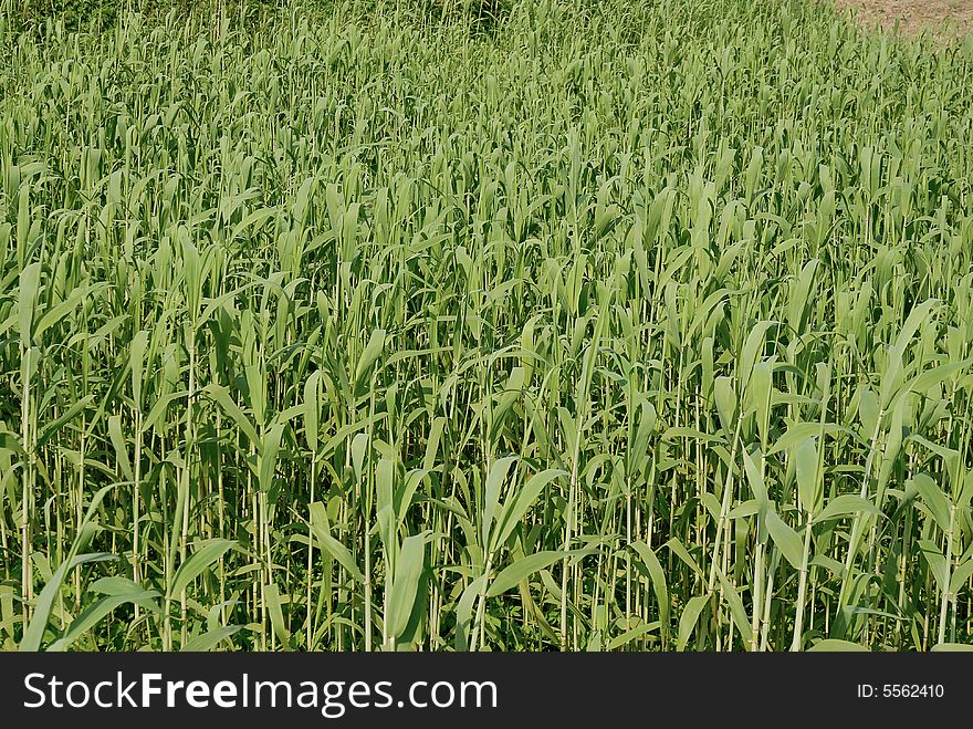 Green field background or texture