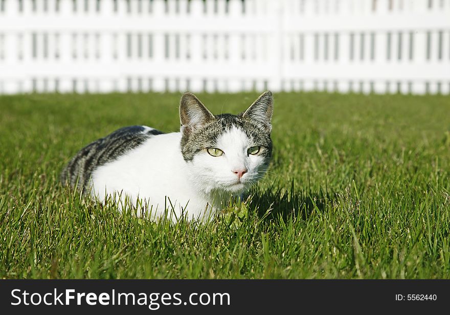 Cat resting on the lawn on a sunny summerday. Cat resting on the lawn on a sunny summerday