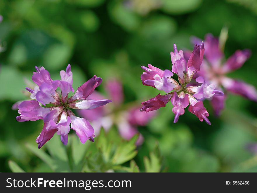 Close up shot of purple Spring flower