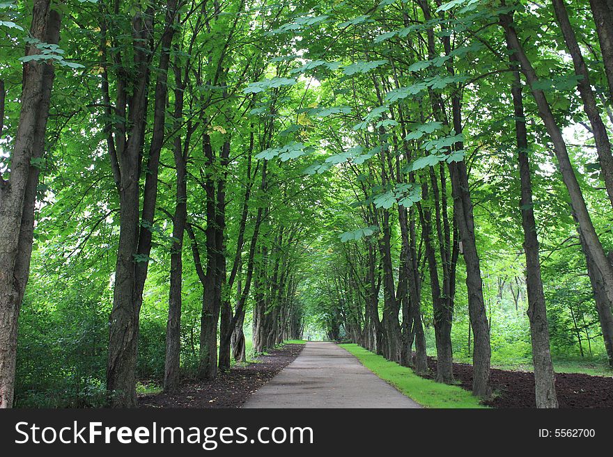 The nature of the Moscow city park in the summer. The nature of the Moscow city park in the summer