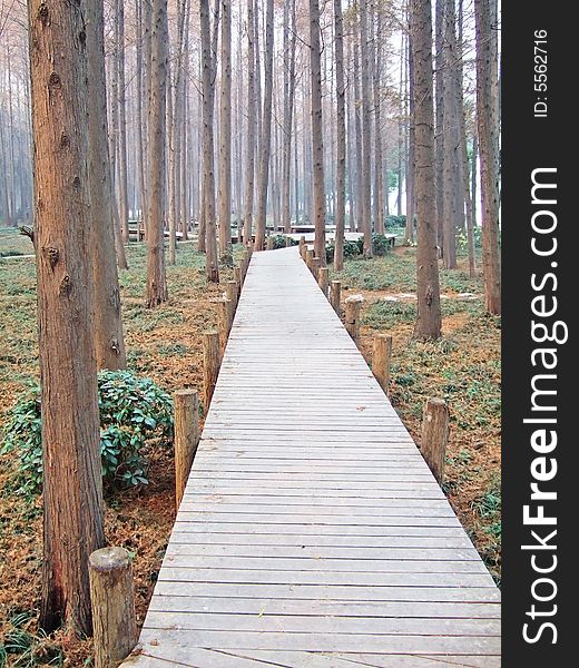 Fir forest in the xuanwu lake park, nanjing city, china