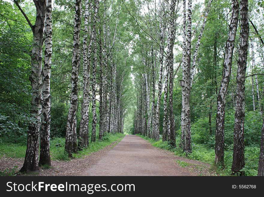 The nature of the Moscow city park in the summer. The nature of the Moscow city park in the summer