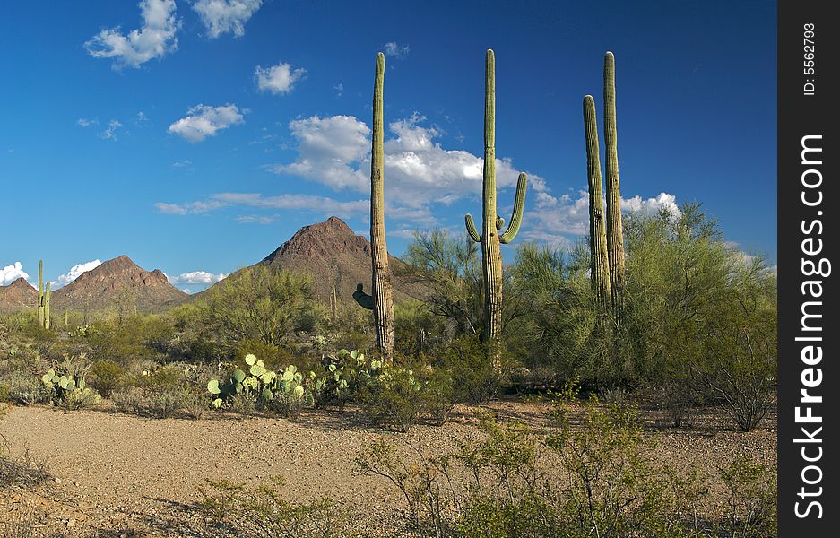 Saguaros and Tucson Mountains in beautifull Sonoran Desert.