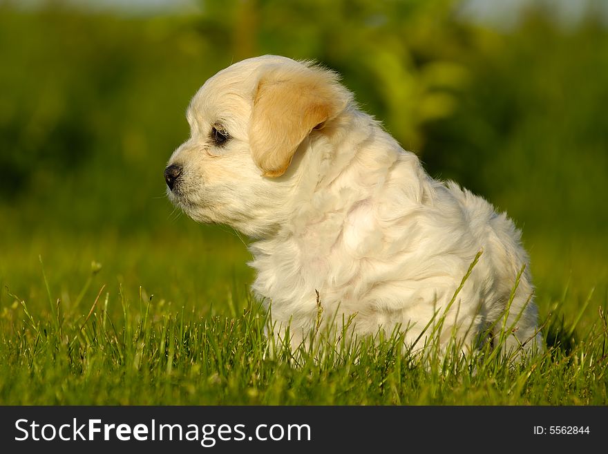 A Bichon Havanais puppy resting in the sun