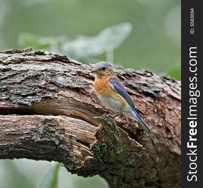 Eastern bluebird perched on a tree