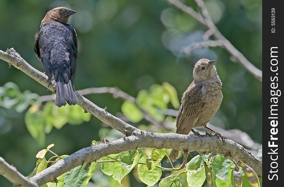 Male and female brownheaded cowbirds perched in a tree