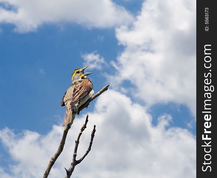 Male dickcissel singing on top of a tree