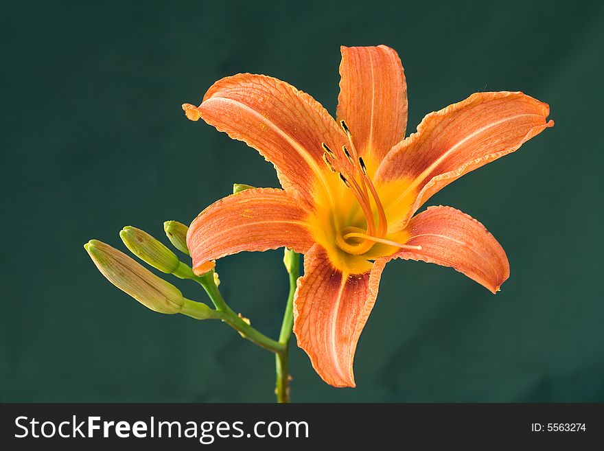 Tiger lilly isolated on a green background