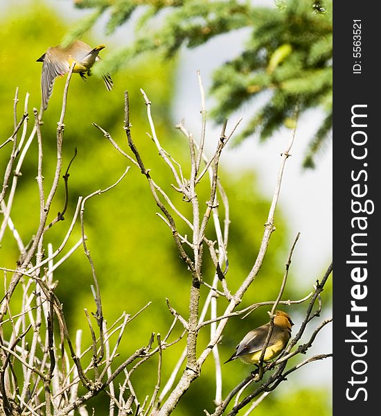 2 Cedar Waxwings, one in flight and one perched on branch