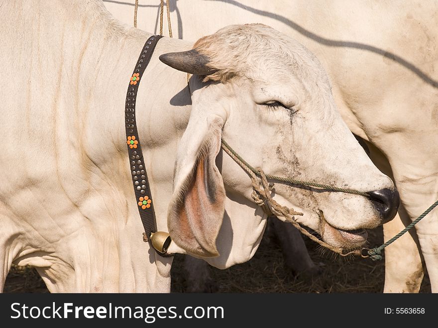 The head of a white Asian cow. The head of a white Asian cow