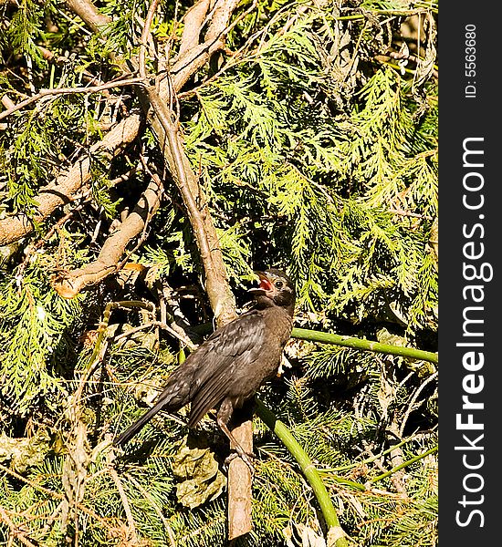 Grackle calling out for parent while sitting on brush pile. Grackle calling out for parent while sitting on brush pile