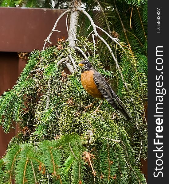 Robin perched on pine branch. Robin perched on pine branch