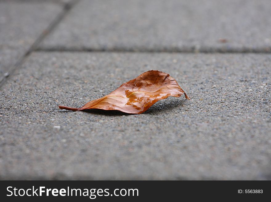 Alone autumn leaf on a balcony