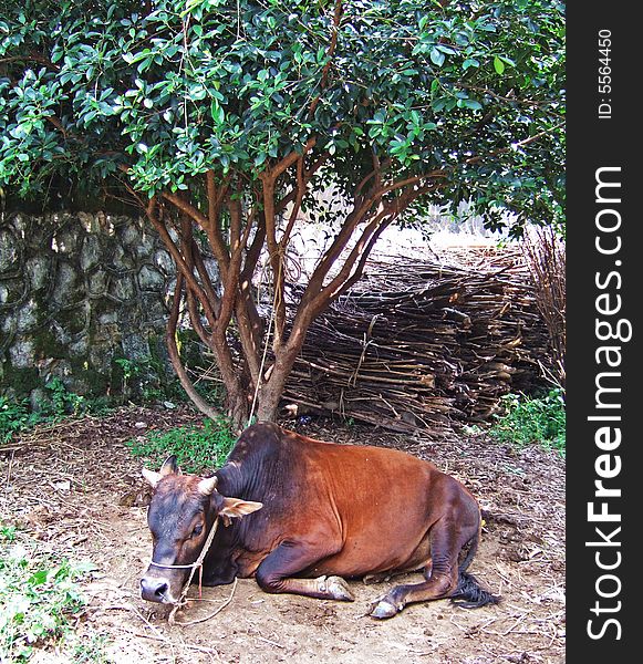Ox under a tree, guilin city, guangxi, china