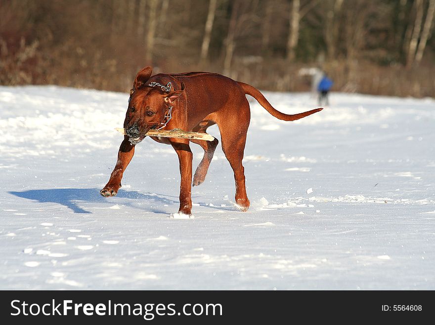 Rhodesian ridgeback likes play and run. Rhodesian ridgeback likes play and run