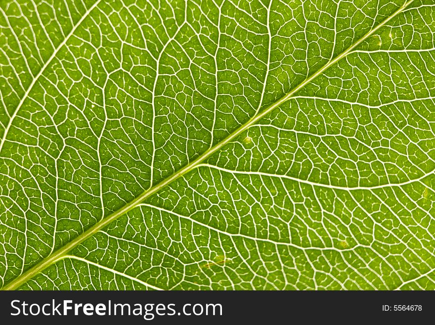 Leaf macro, extreme close-up shot