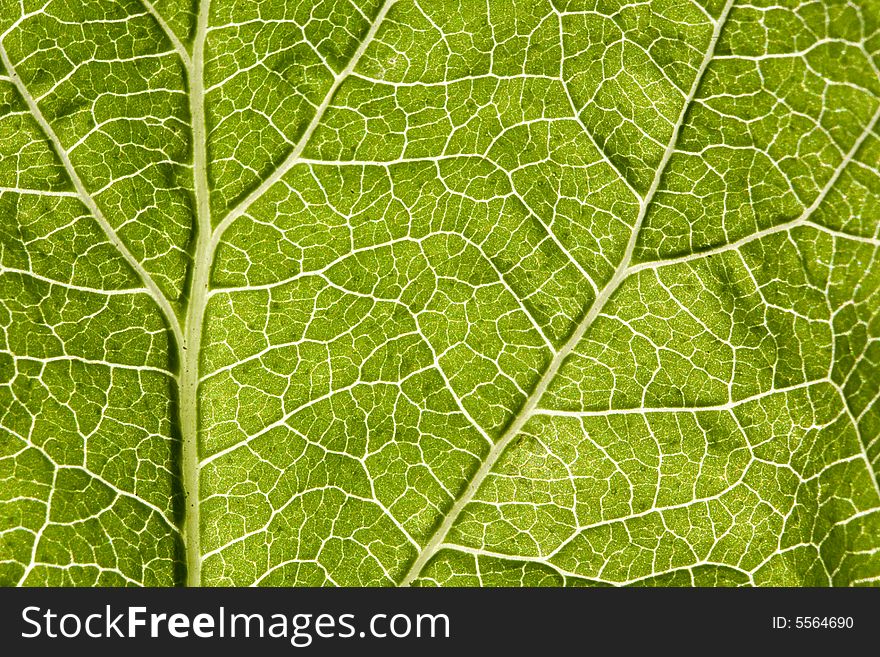 Leaf macro, extreme close-up shot