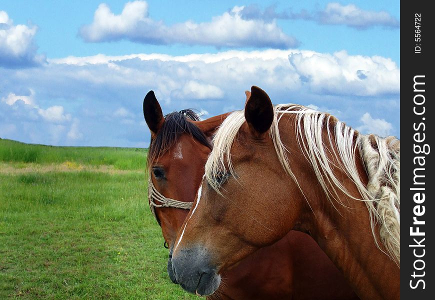Two horses on a greenfield with blue sky on background. Two horses on a greenfield with blue sky on background