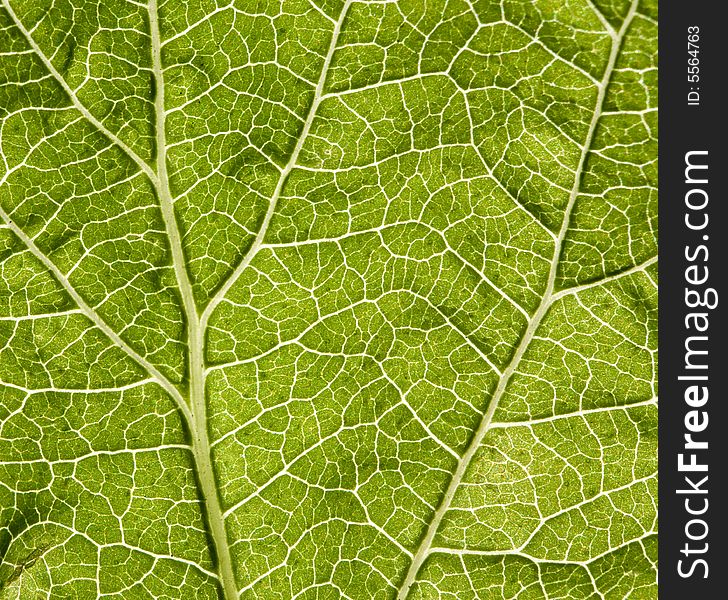 Leaf macro, extreme close-up shot, square composition