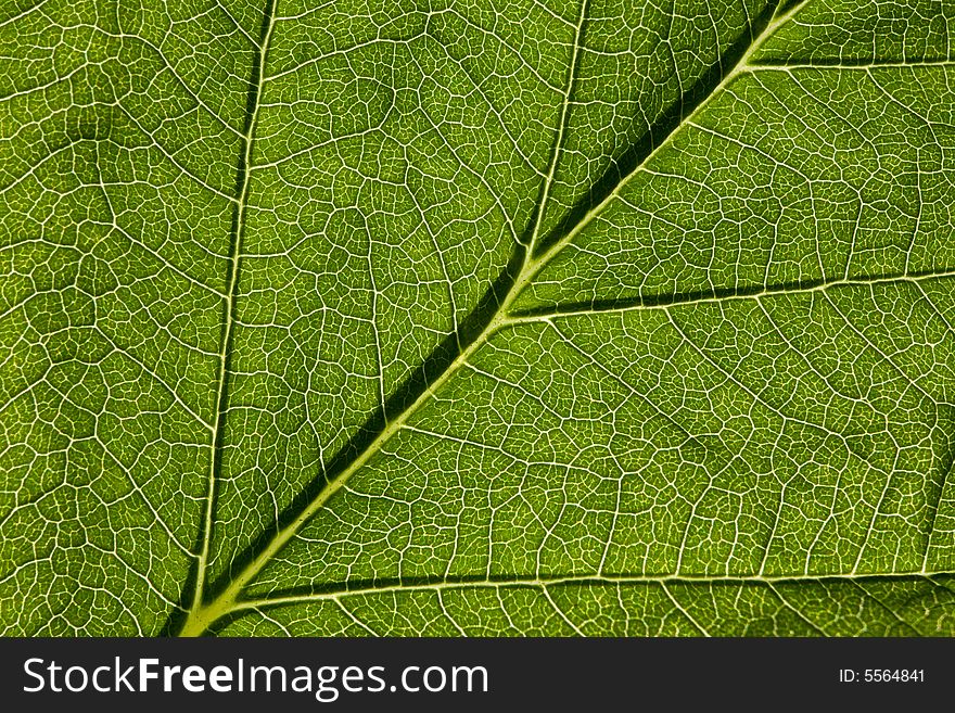 Leaf macro, extreme close-up shot