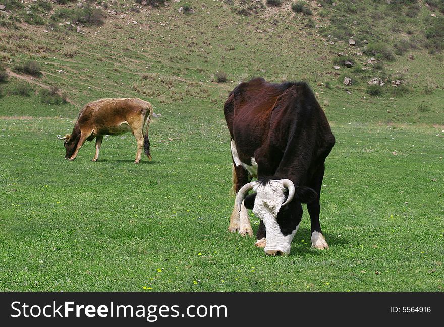 Cow On A Meadow